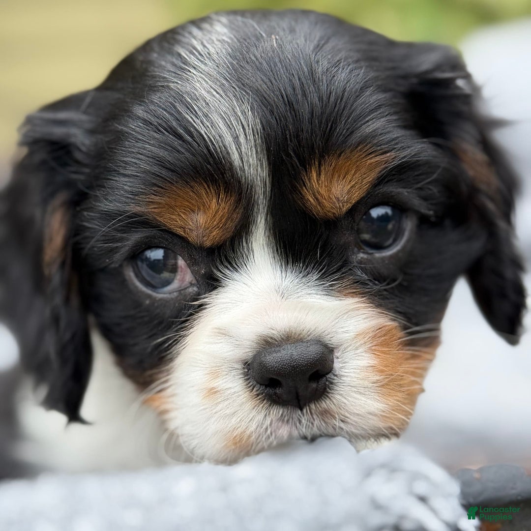 Cavalier King Charles Spaniel dogs for sale: Cody - Image 4