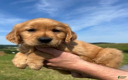 Golden Retriever dogs for sale: Pumpkin - Image 4