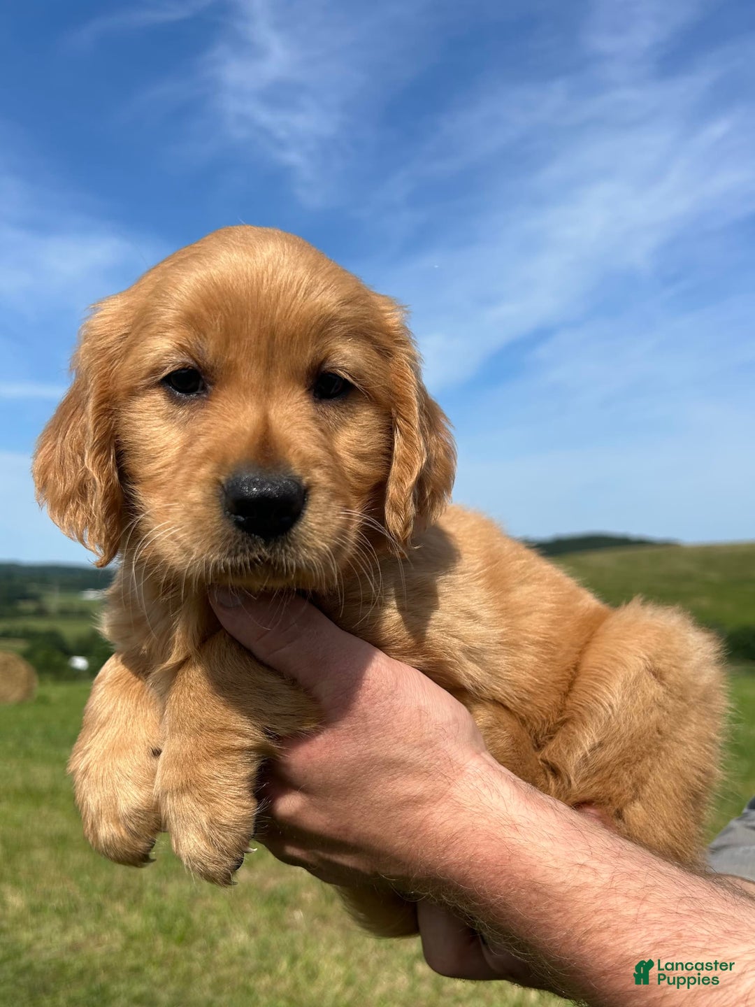 Golden Retriever dogs for sale: Pumpkin - Image 4