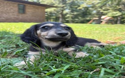 Miniature Dachshund dogs for sale: Penny - Image 3