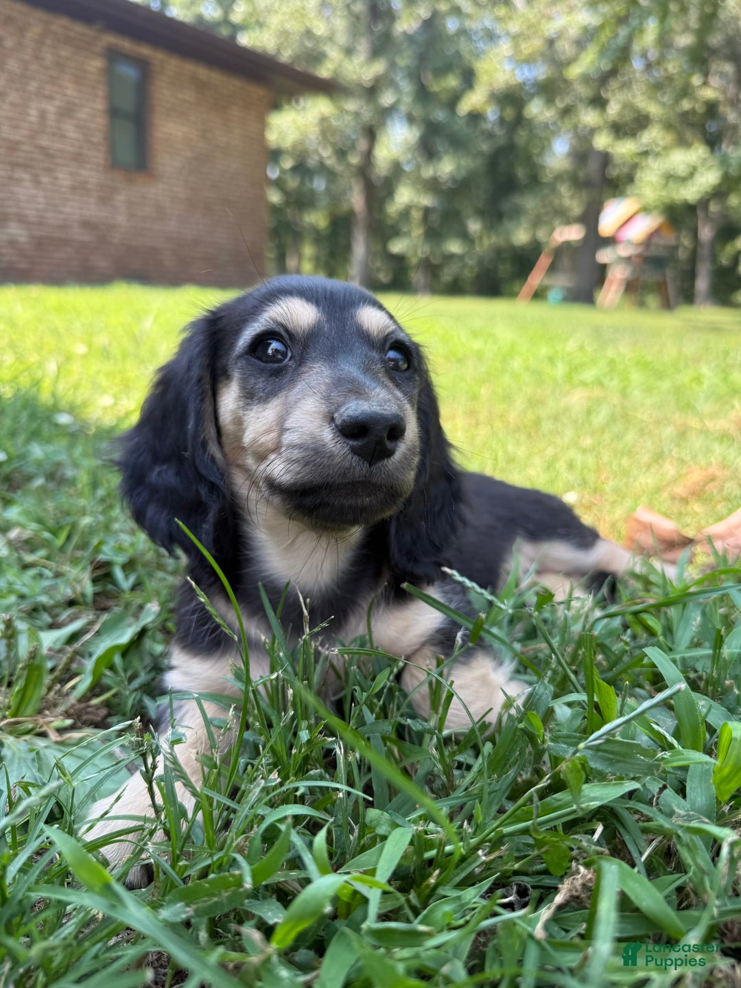 Miniature Dachshund dogs for sale: Penny - Image 3