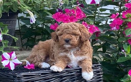 Toy Poodle dogs for sale: Cookie - Image 1