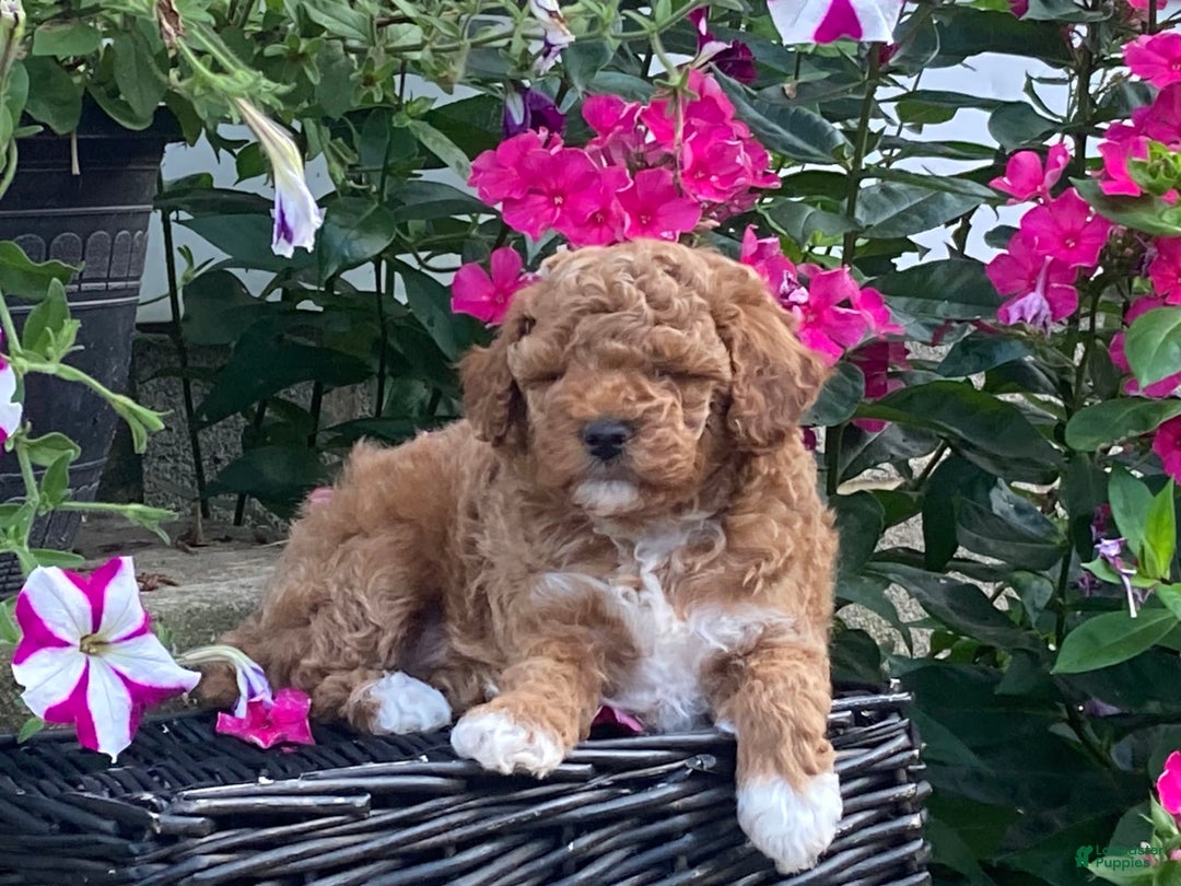 Toy Poodle dogs for sale: Cookie - Image 1