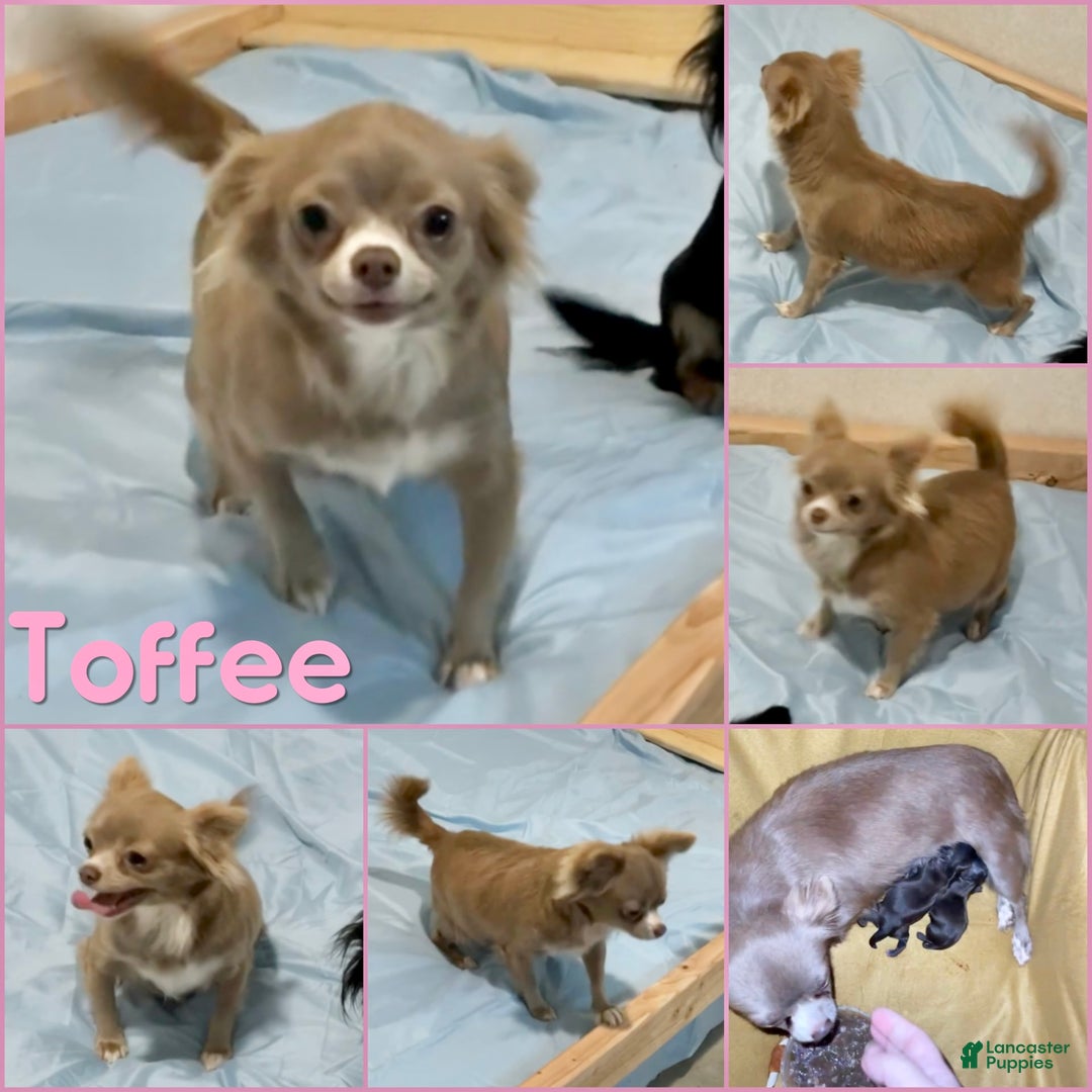 Chihuahua dogs for sale: Theodore Chocolate Lc - Image 42