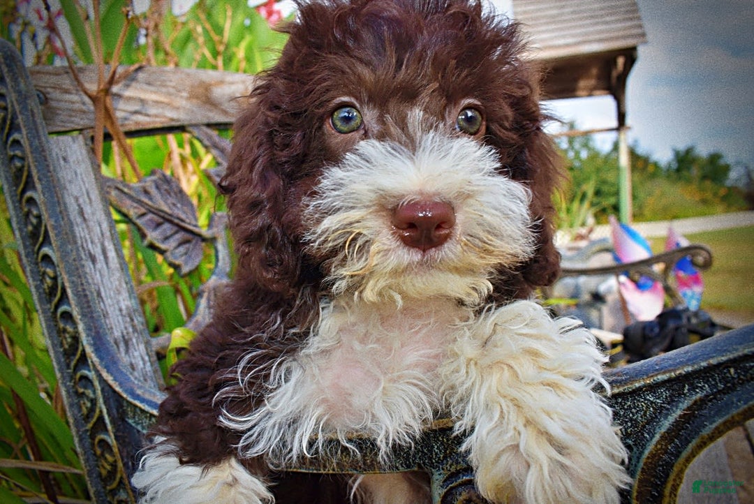 Havapoo dogs for sale: Happy - Image 6