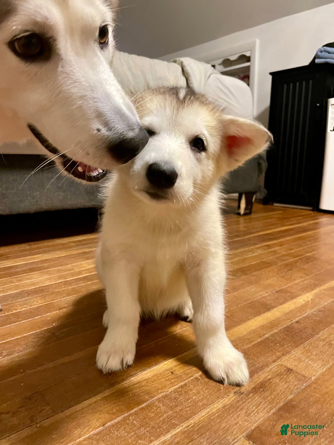 Alaskan Malamute dogs for sale: Denali - Image 7