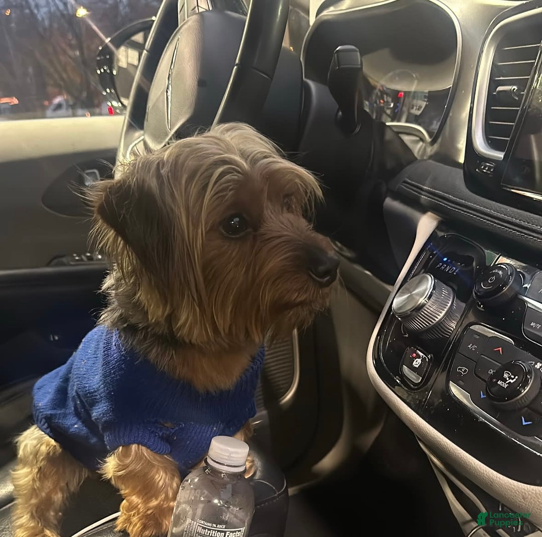 Yorkiepoo dogs for sale: Warrior - Image 5