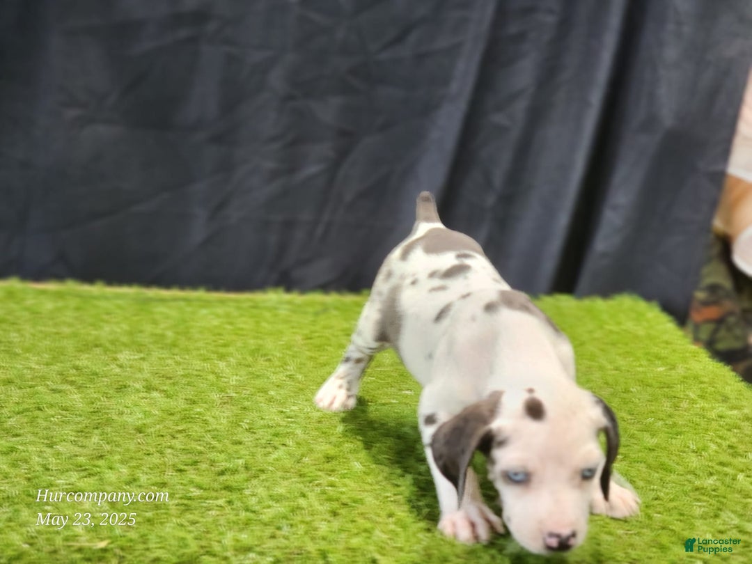 Catahoula Leopard Dog dogs for sale: Diamond 2025 F3 - Image 9