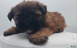 Shorkie dogs for sale: Teddy - Image 3