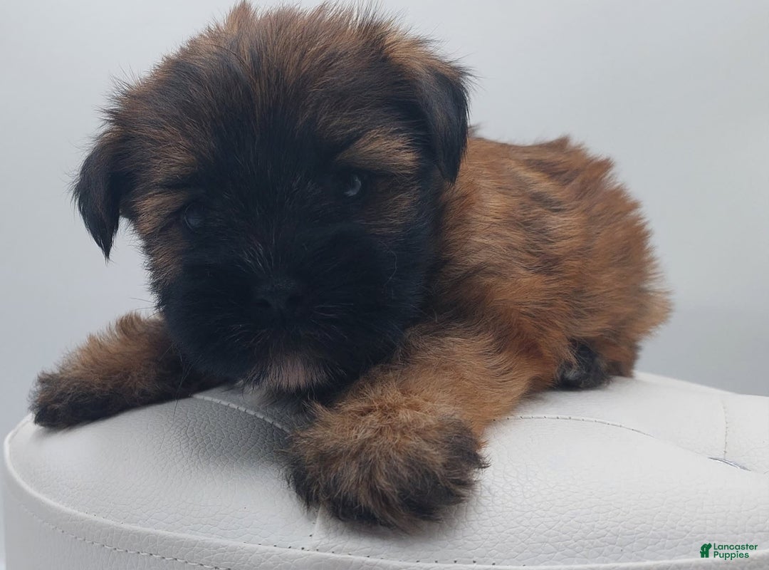 Shorkie dogs for sale: Teddy - Image 3