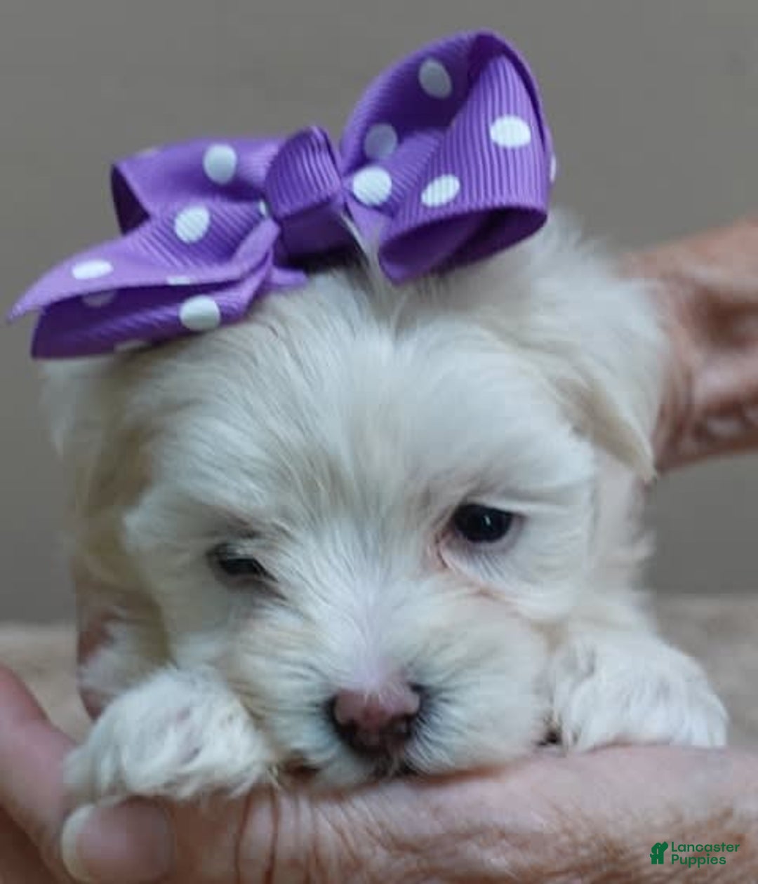 Maltese dogs for sale: Brooklyn - Image 15