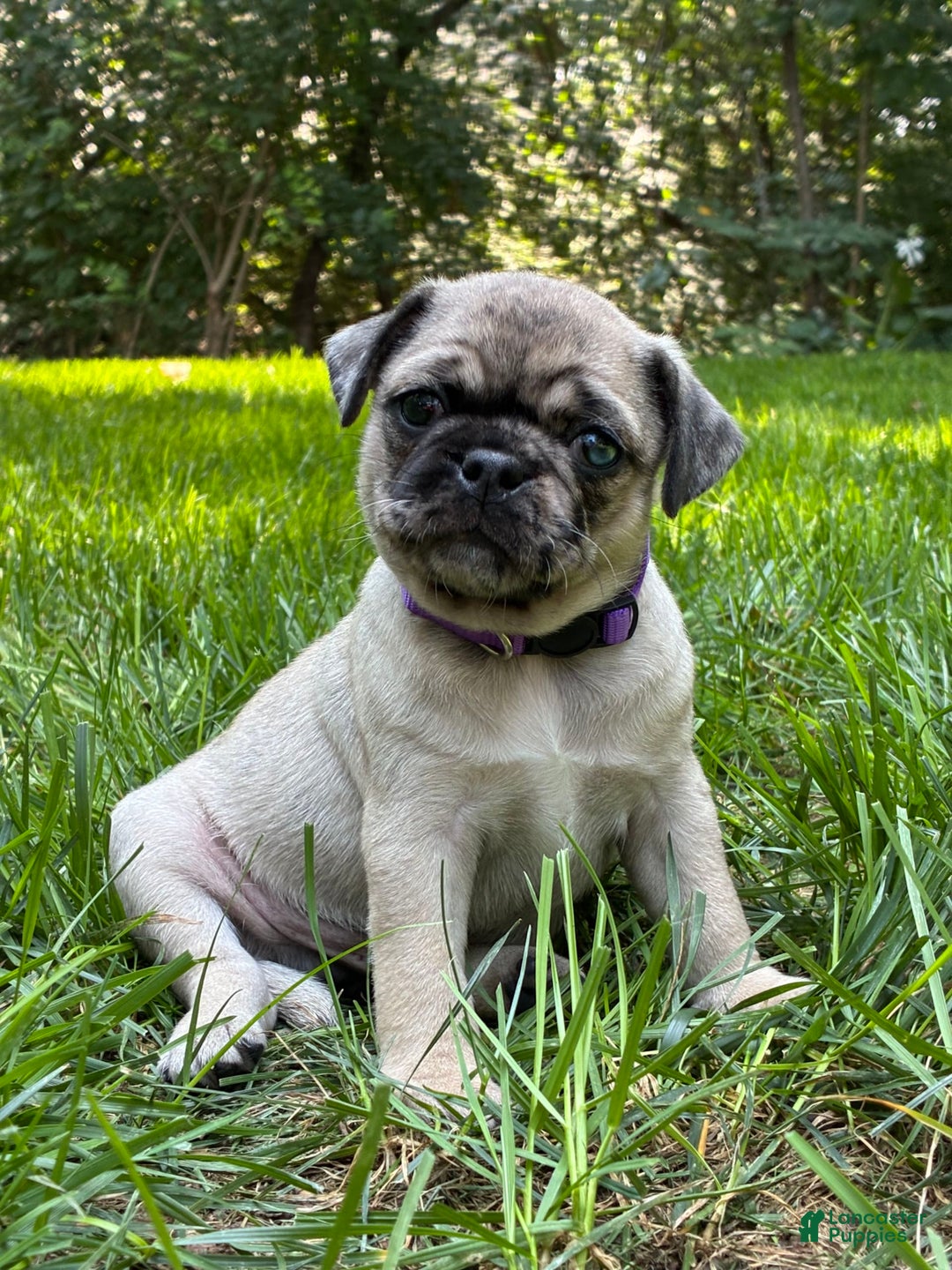 Pug dogs for sale: Oscar - Image 1