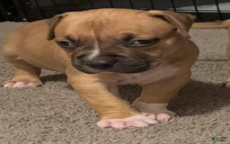 American Bully dogs for sale: Chase - Image 1