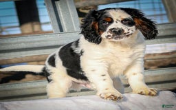 Saint Berdoodles dogs for sale: Buddy - Image 18