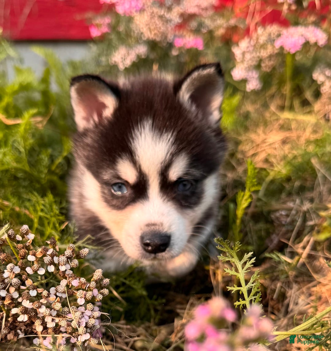 Alaskan Klee Kai dogs for sale: Blue Yukan - Image 2