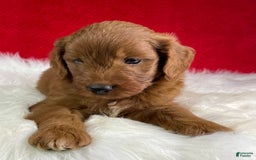 Mini Goldendoodle dogs for sale: Ash - Image 6