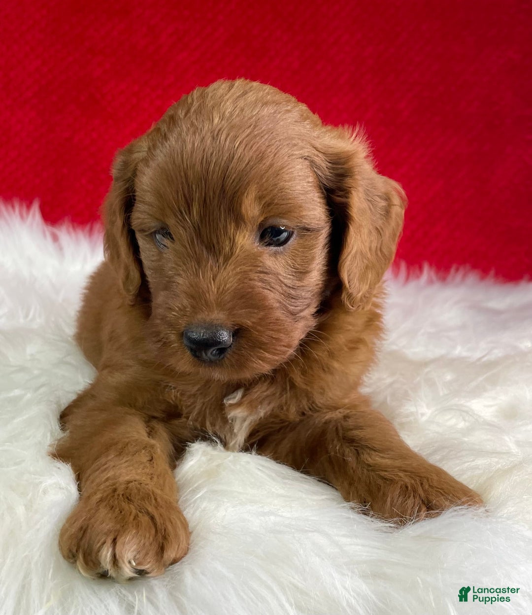 Mini Goldendoodle dogs for sale: Ash - Image 6
