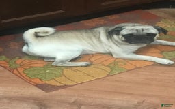 Boston Terrier dogs for sale: Winston - Image 3