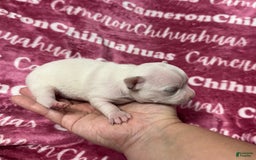 Chihuahua dogs for sale: Sophia Short Coat - Image 7