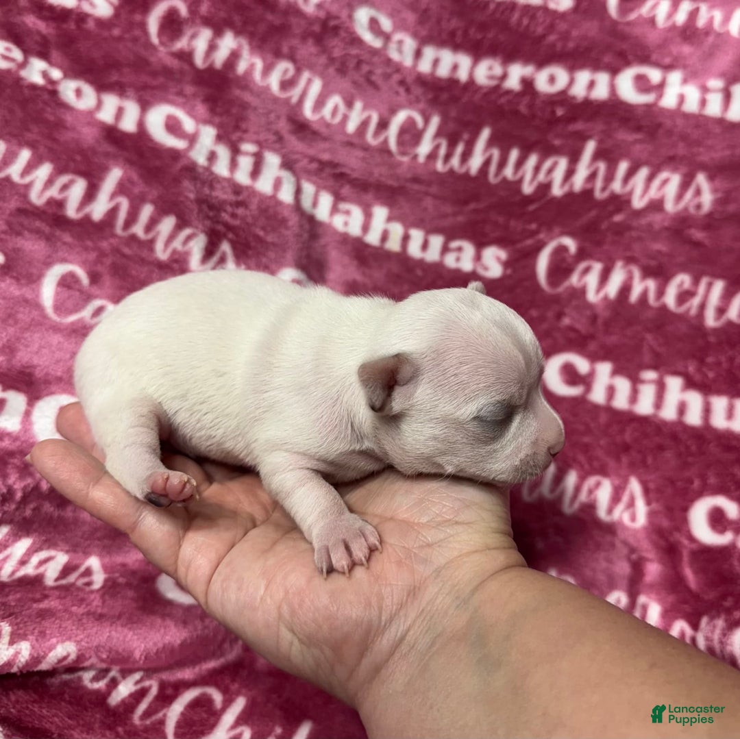 Chihuahua dogs for sale: Sophia Short Coat - Image 7