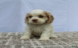 Cocker Spaniel dogs for sale: Sofie - Image 1