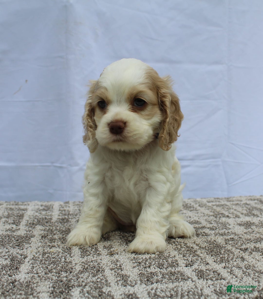 Cocker Spaniel dogs for sale: Sofie - Image 1