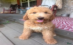 Labradoodle dogs for sale: Lilly - Image 2