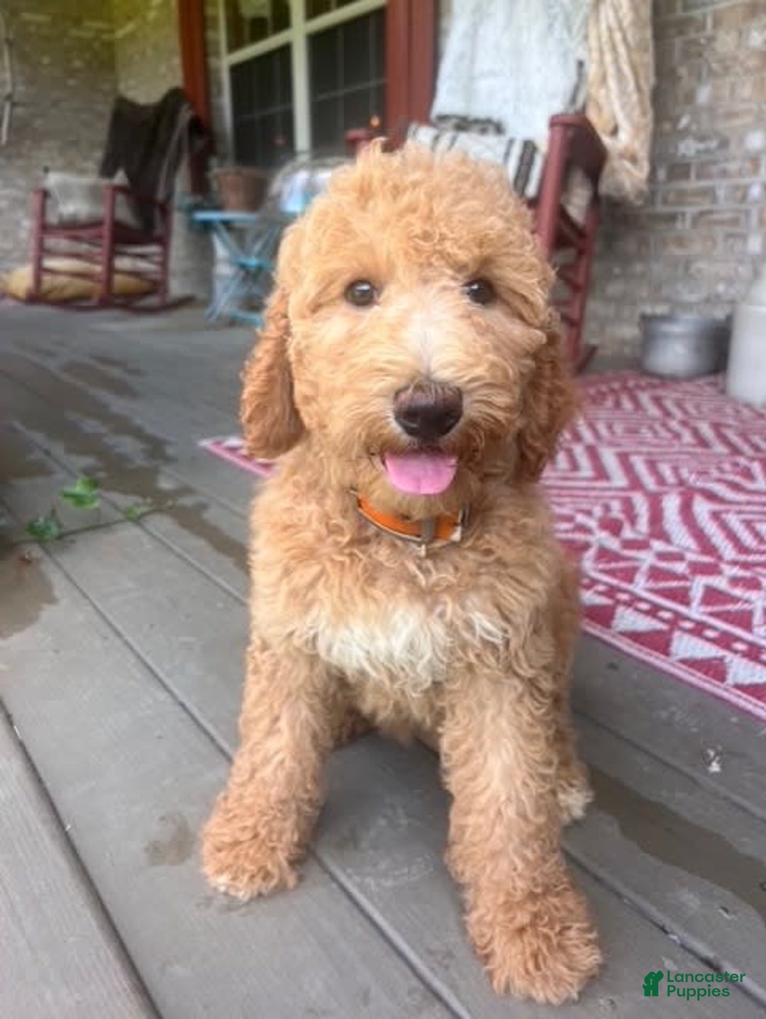 Labradoodle dogs for sale: Lilly - Image 2