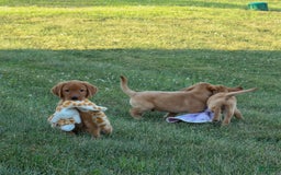 Labrador Retriever dogs for sale: Gus - Image 11