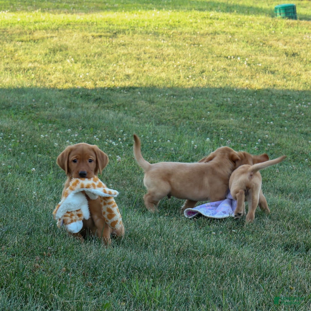Labrador Retriever dogs for sale: Gus - Image 11