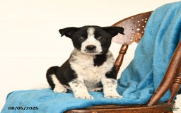 Australian Cattle Dog dogs for sale: Cooper - Image 3