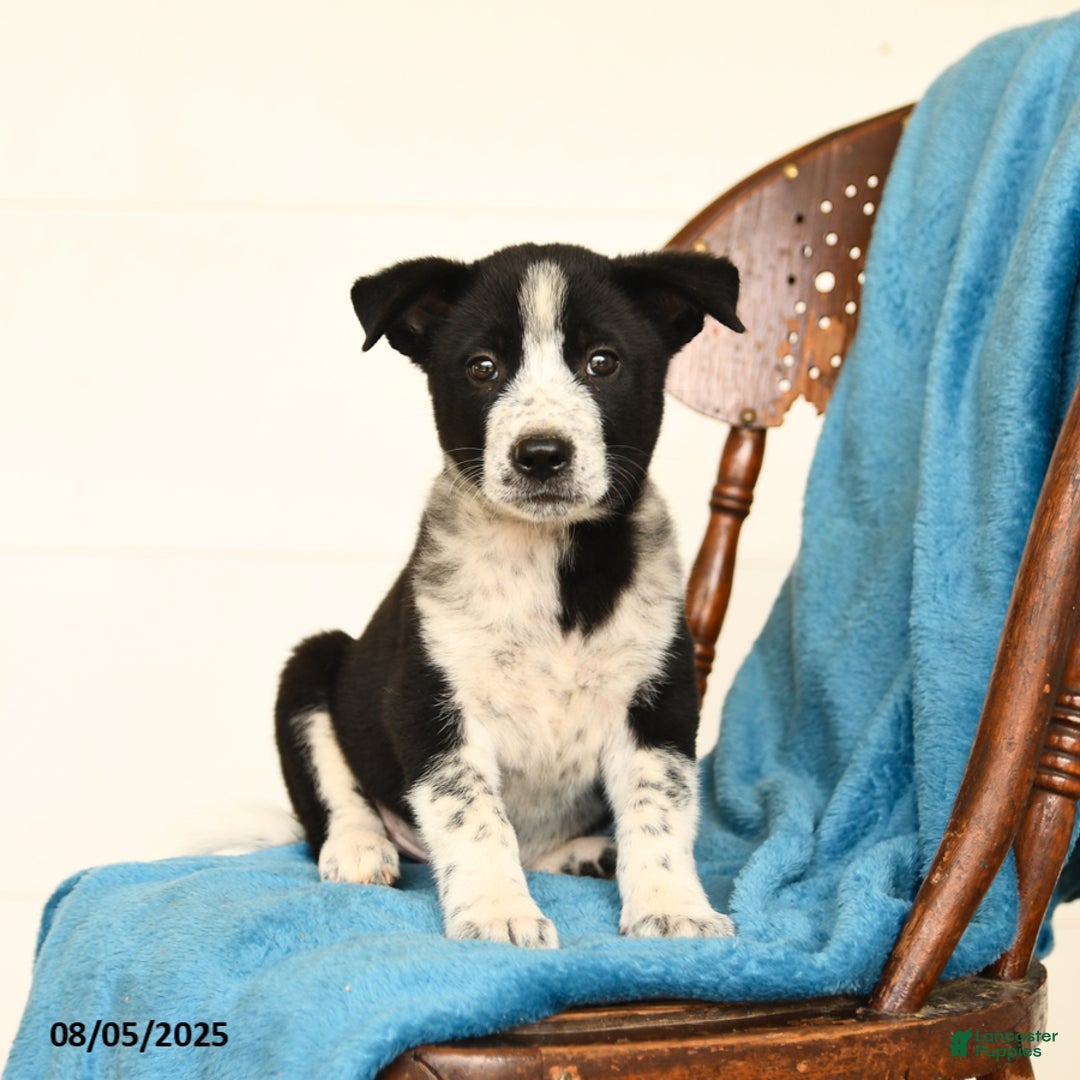 Australian Cattle Dog dogs for sale: Cooper - Image 3