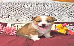 Welsh Corgi Pembroke dogs for sale: Henry - Image 5