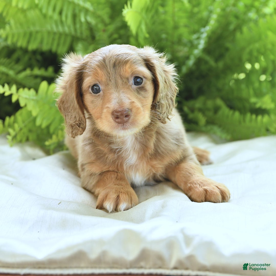 Miniature Dachshund dogs for sale: Conner - Image 1