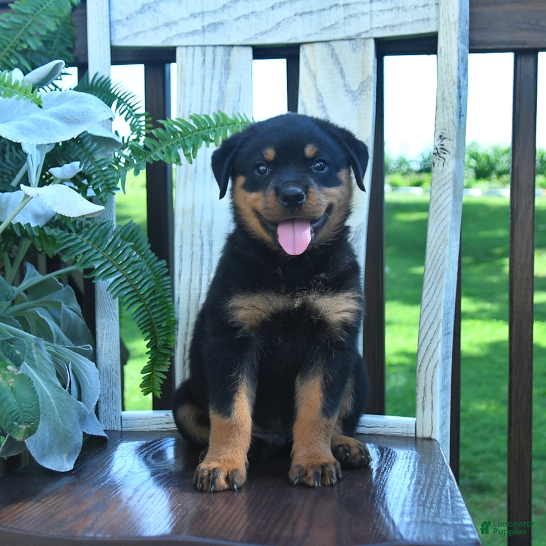 Rottweiler dogs for sale: Payton - Image 5