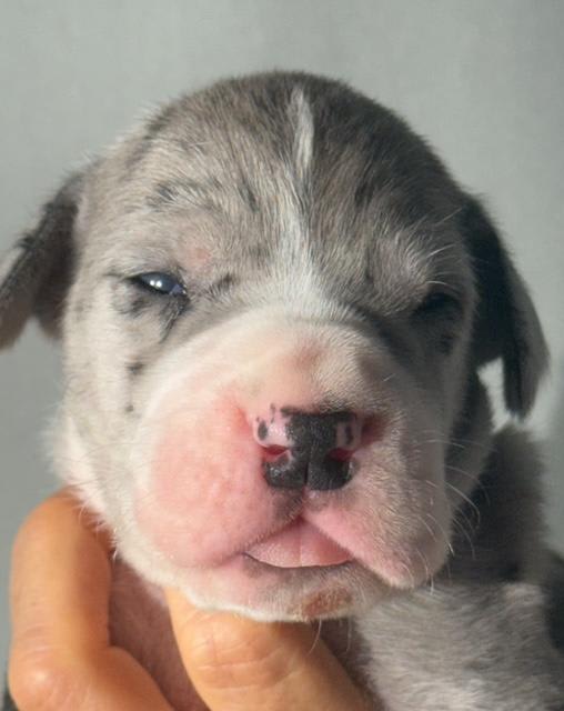 Great Dane dogs for sale: Luke - Mantle Merle - Image 1