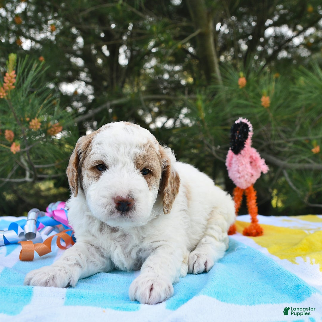Mini Goldendoodle dogs for sale: Dallas - Image 3