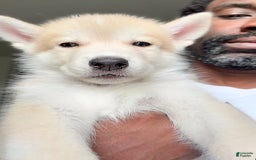 categoriesInfo:categoryAttributeOptions.pets.dogs.breed.akita dogs for sale: Champ - Image 6