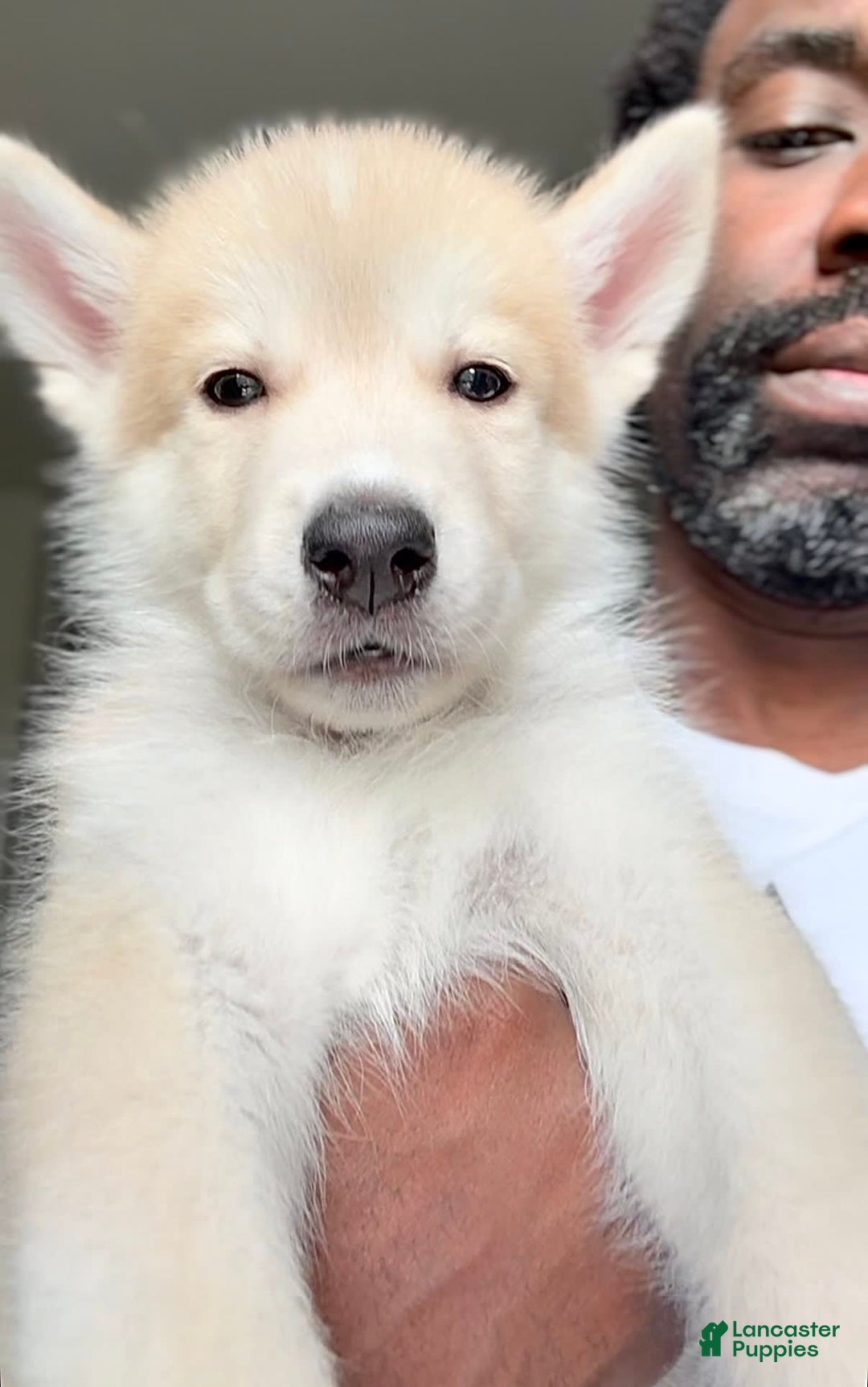 categoriesInfo:categoryAttributeOptions.pets.dogs.breed.akita dogs for sale: Champ - Image 6