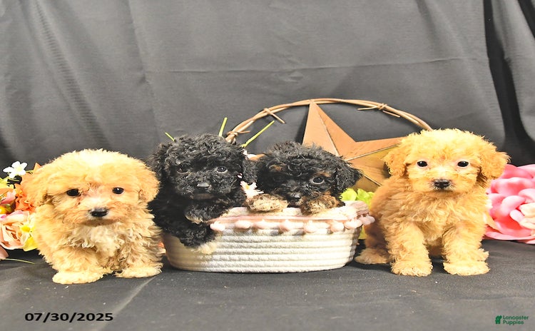 Miniature Poodle dogs for sale - Ad 4