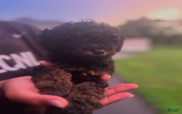 Cockapoo dogs for sale: Nova - Image 4