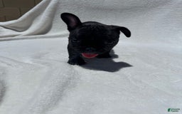 French Bulldog dogs for sale: Bb - Image 6