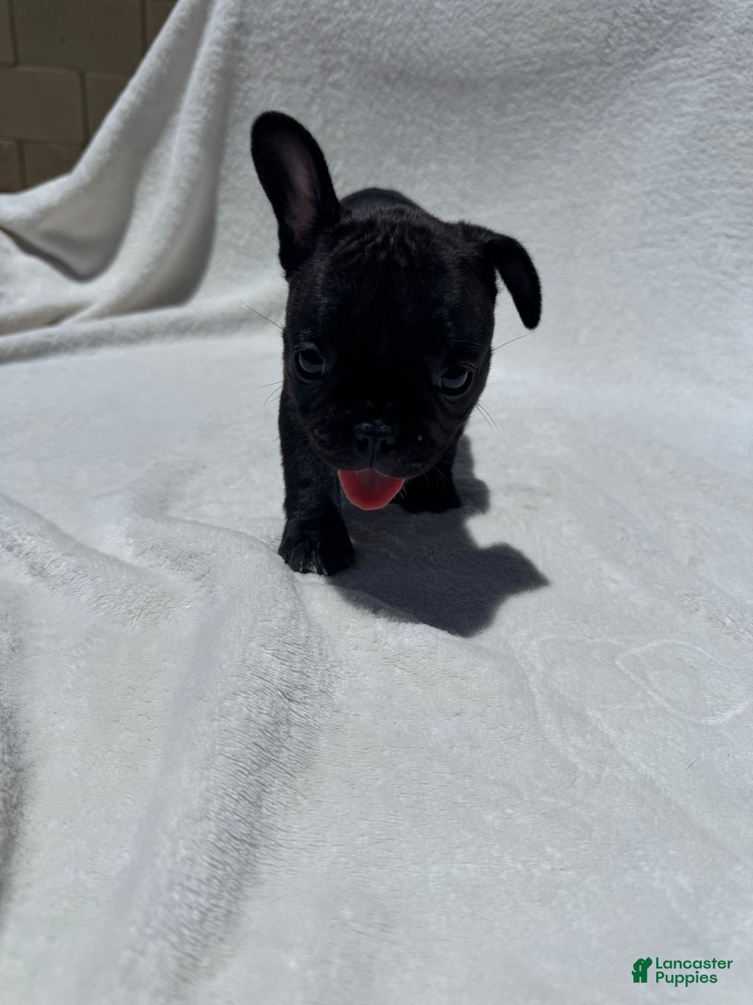 French Bulldog dogs for sale: Bb - Image 6
