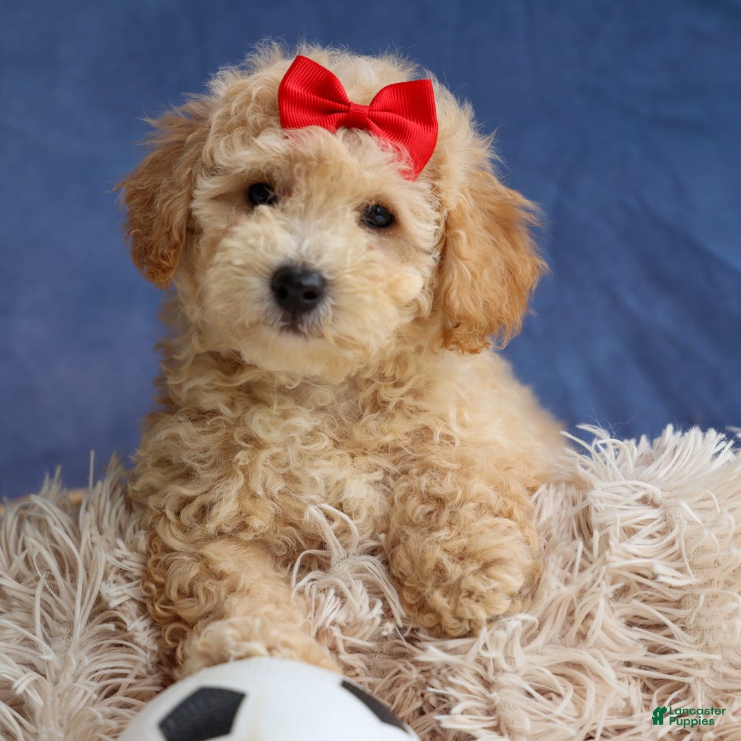 Bichpoo dogs for sale: Tyson - Image 13