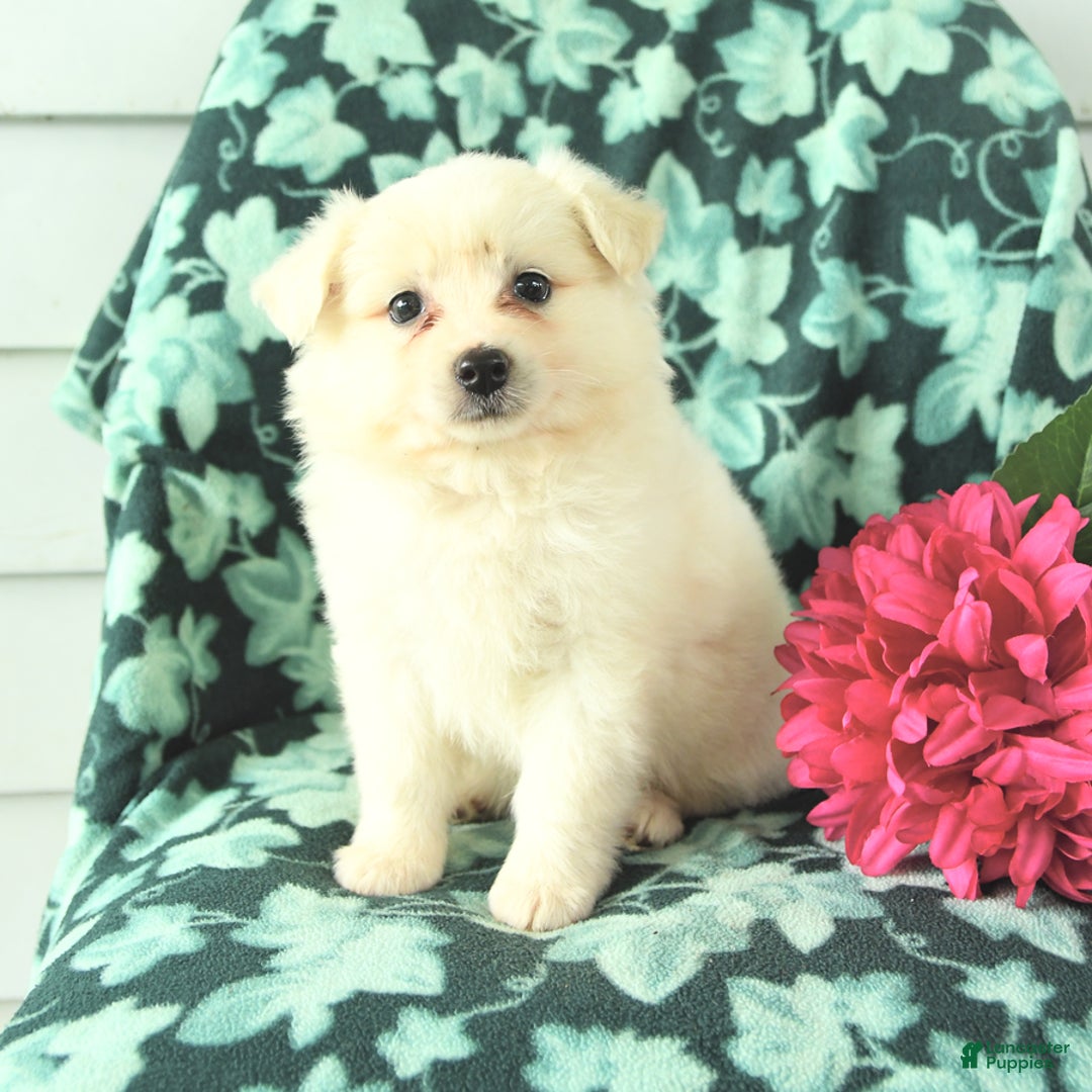 Eskipoo dogs for sale: Saffron - Image 1
