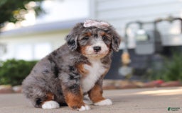 Mini Bernedoodle dogs for sale: Mini Bernedoodle 9 puppies - Image 3