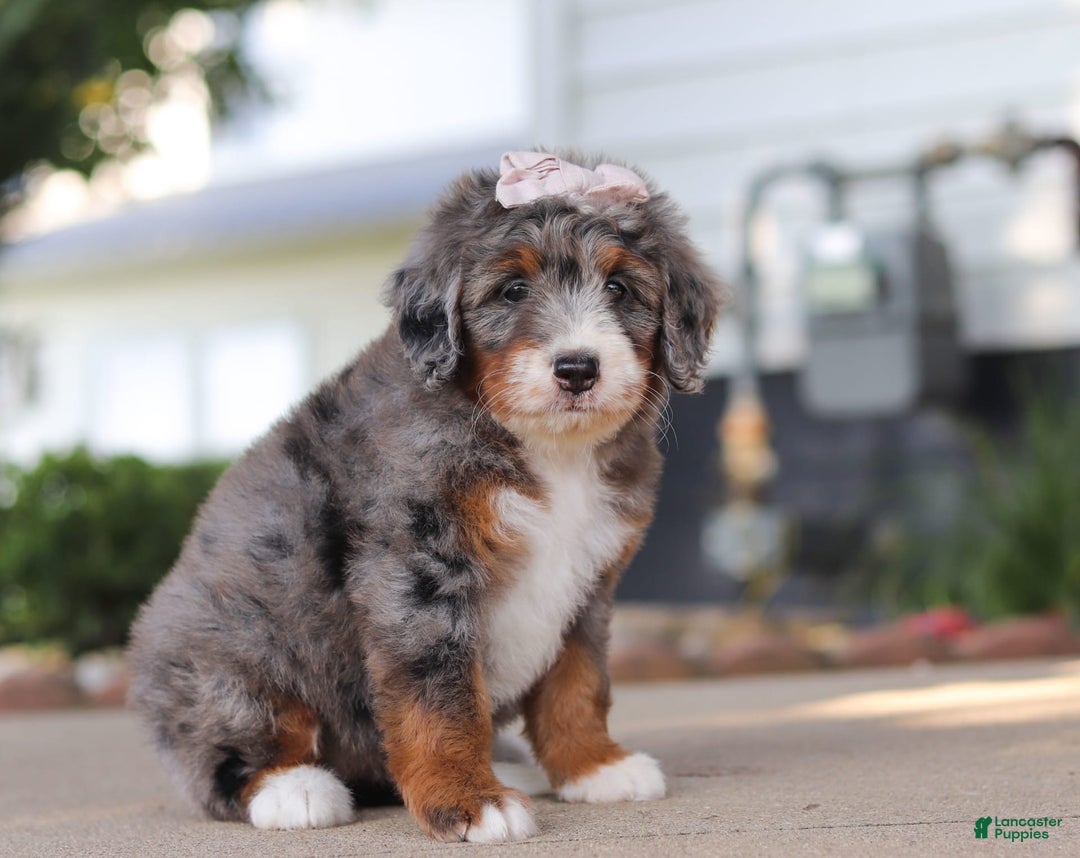 Mini Bernedoodle dogs for sale: Mini Bernedoodle 9 puppies - Image 3
