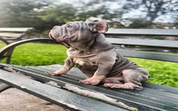 French Bulldog dogs for sale: Marcus - Image 3