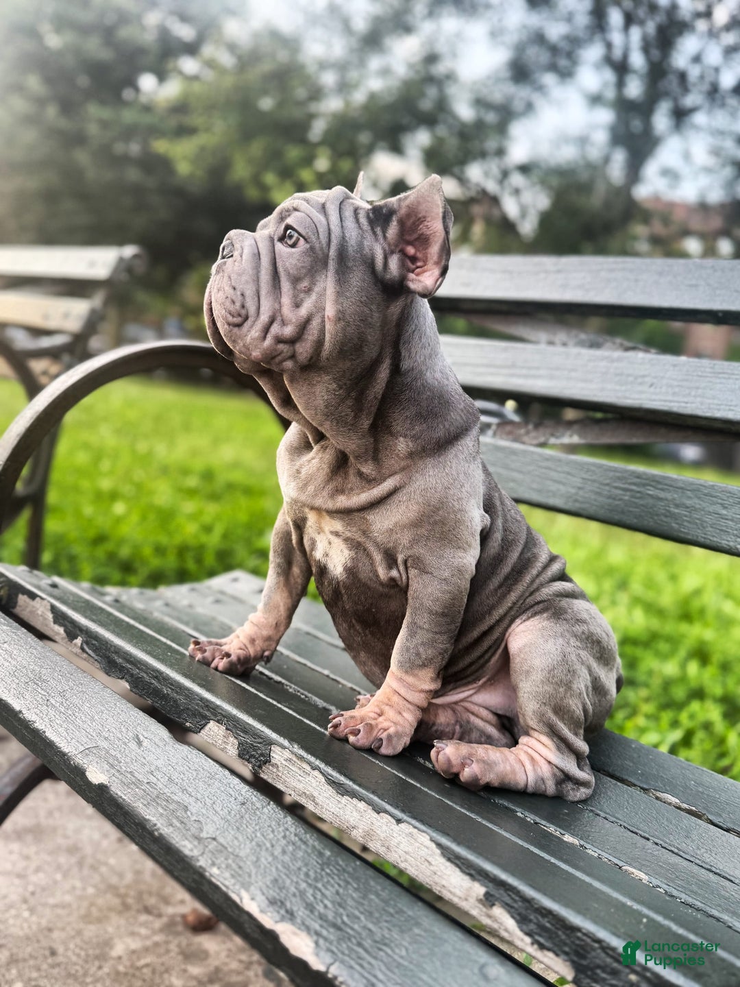 French Bulldog dogs for sale: Marcus - Image 3