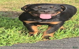 Rottweiler dogs for sale: Princess Astoria-doneyuno - Image 2